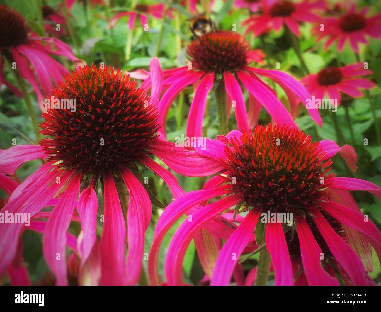 Rosafarbene Echinacea-Blüten schließen sich im Sommergarten England Großbritannien Großbritannien Großbritannien Großbritannien Großbritannien Großbritannien Großbritannien - Smartphone-aufgenommenes Stockfoto