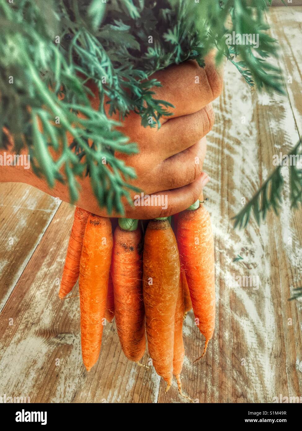 Hält eine Reihe von frisch gegrabene Karotten Stockfoto