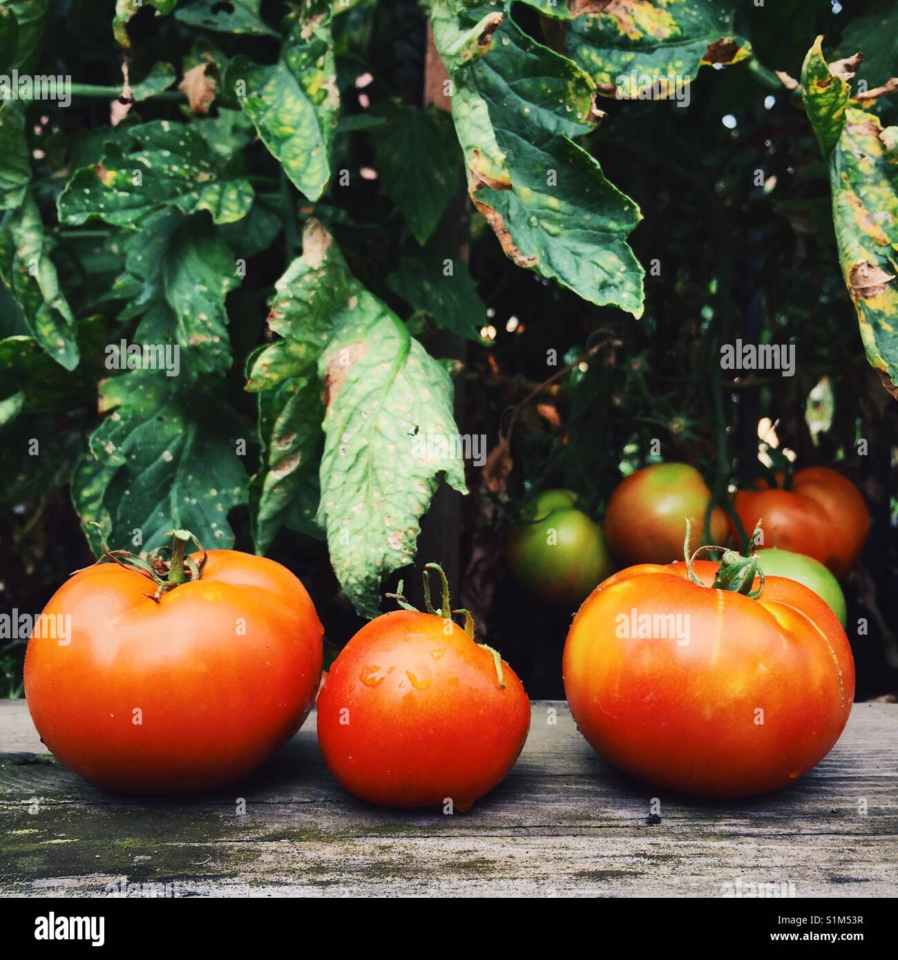 Drei frisch gepflückte Garten Tomaten auf einer hölzernen Vorsprung vor einer Tomatenpflanze Stockfoto