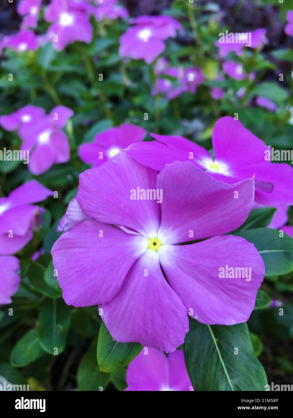 Lila Blüten. Stockfoto