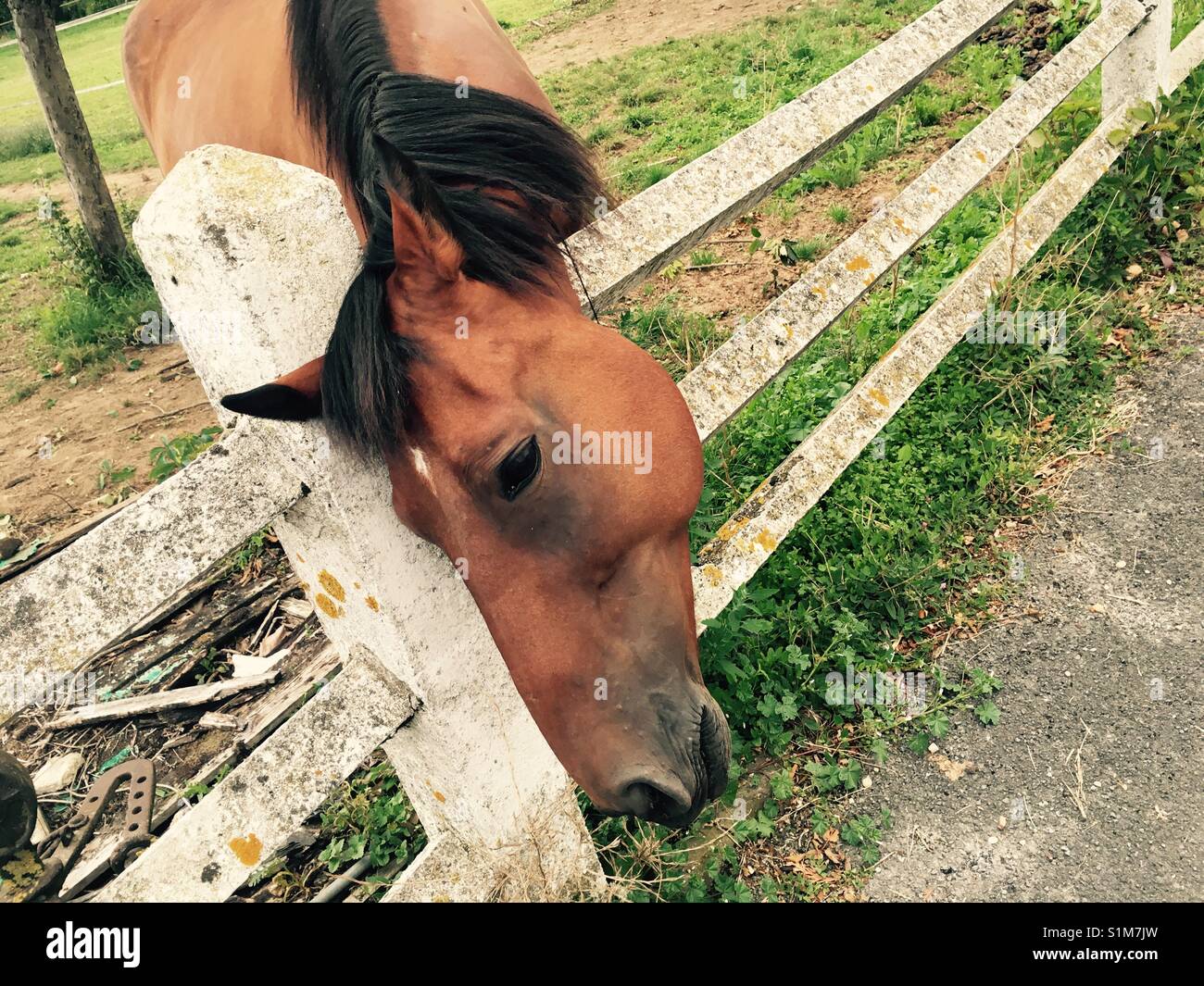 Dark Horse gegen weißen Zaun Stockfoto