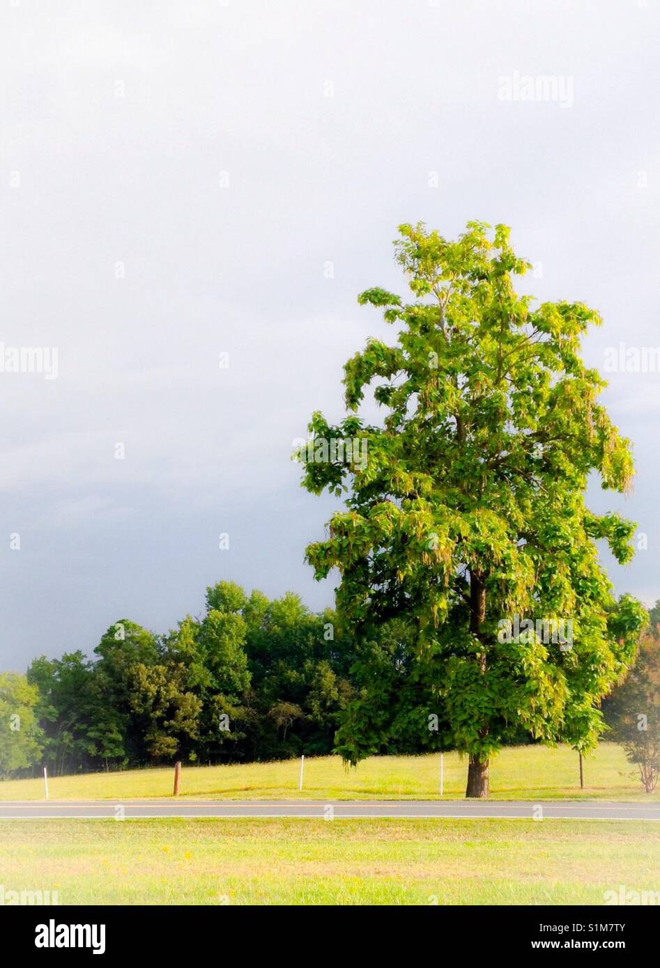 Catalpa tree neben Straße mit blauer Himmel in North Carolina - Smartphone-aufgenommenes Stockfoto