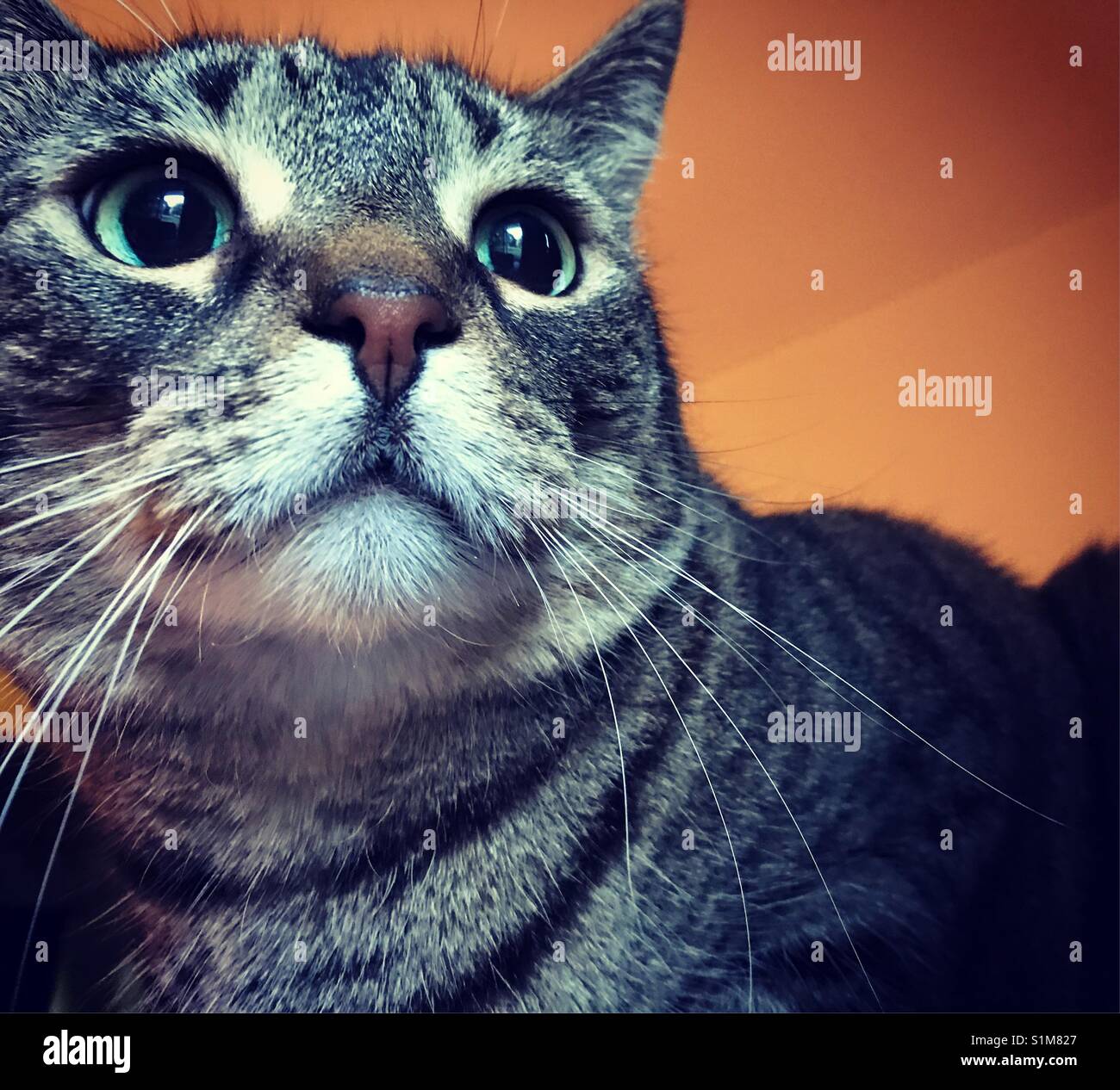Mad tabby cat - Smartphone-aufgenommenes Stockfoto