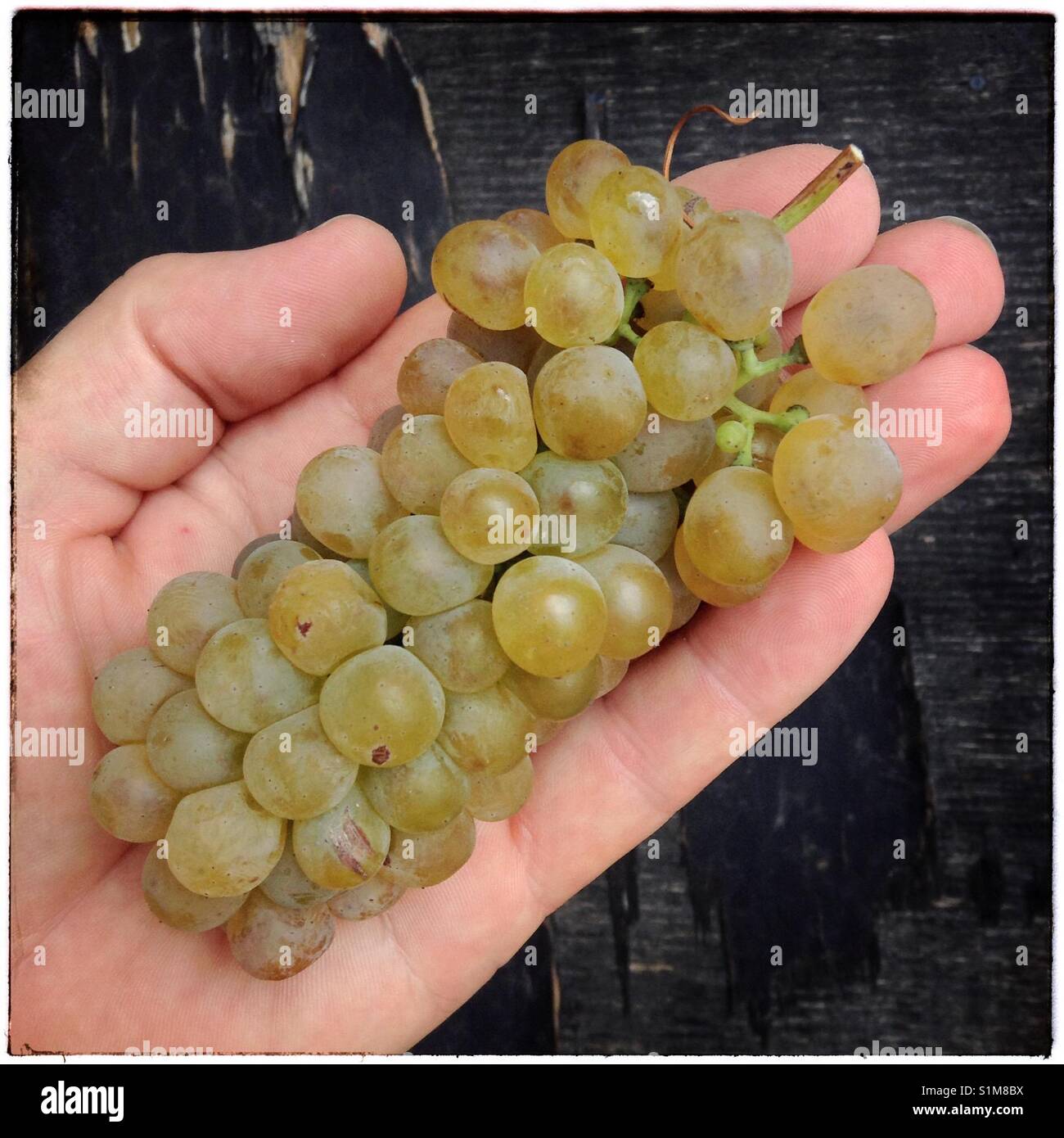 Viognier Trauben bei der Ernte (in einer Hand), Katalonien, Spanien. - Smartphone-aufgenommenes Stockfoto