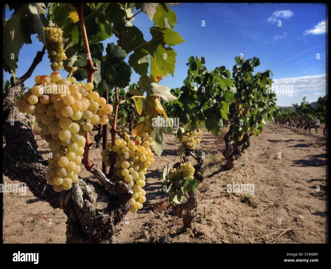 Macabeo reifenden Trauben am Weinstock, Katalonien, Spanien. Stockfoto