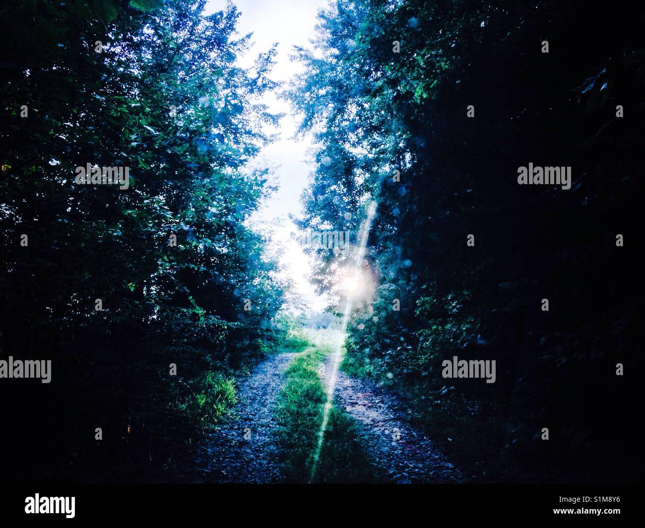 Scheint durch - blau und grün filter auf Foto von Bäumen gesäumten Straße in Sonnenlicht Stockfoto