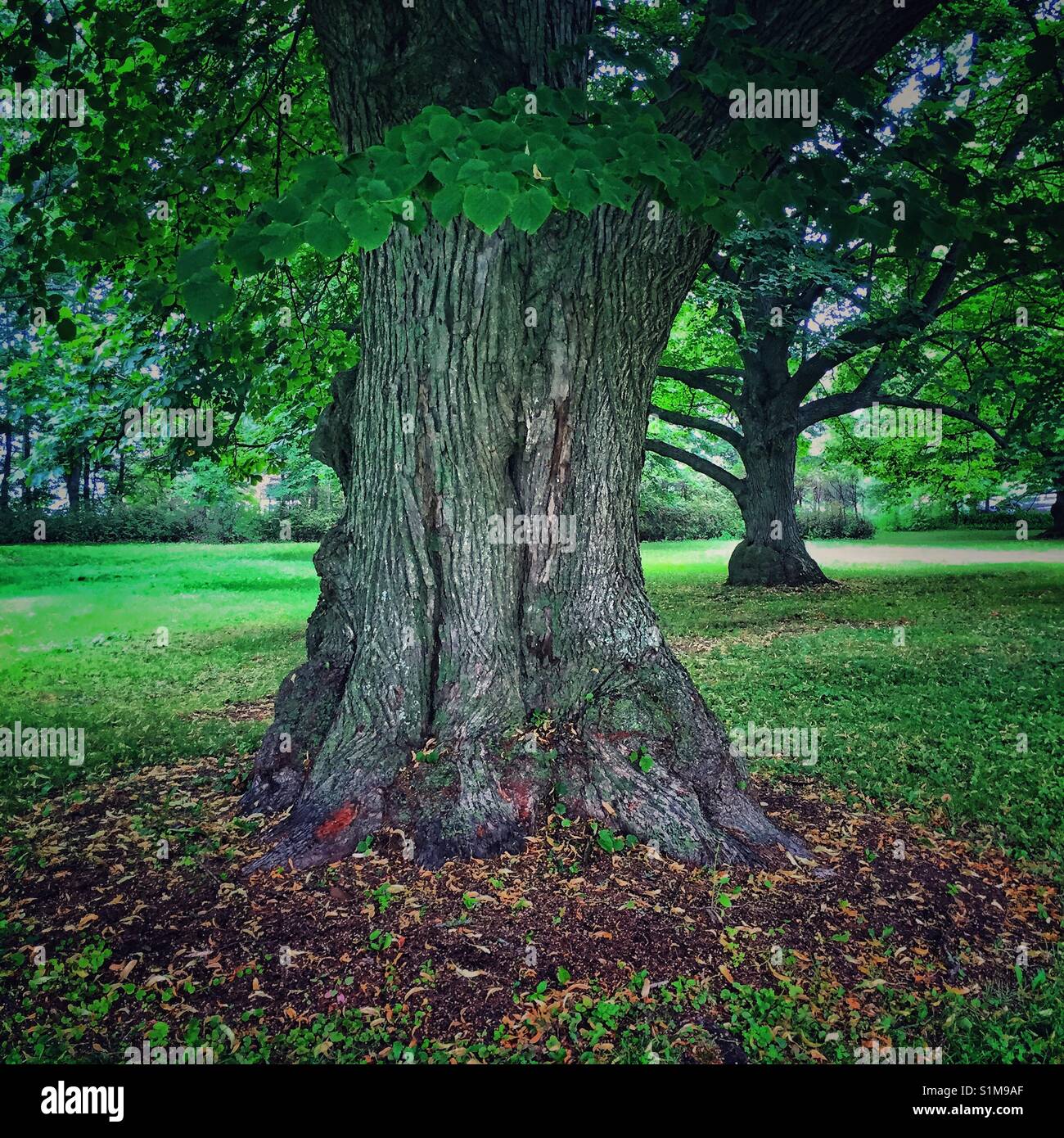 Alte Linden in einer Parklandschaft. - Smartphone-aufgenommenes Stockfoto