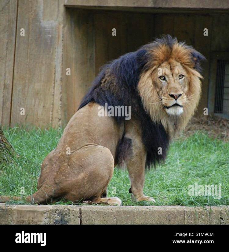 Löwen in D.C. National Zoo Stockfoto