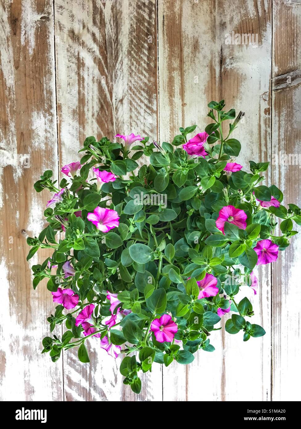 Nachgestellte Petunia mit rosa Blüten auf einer hölzernen Tischplatte Stockfoto