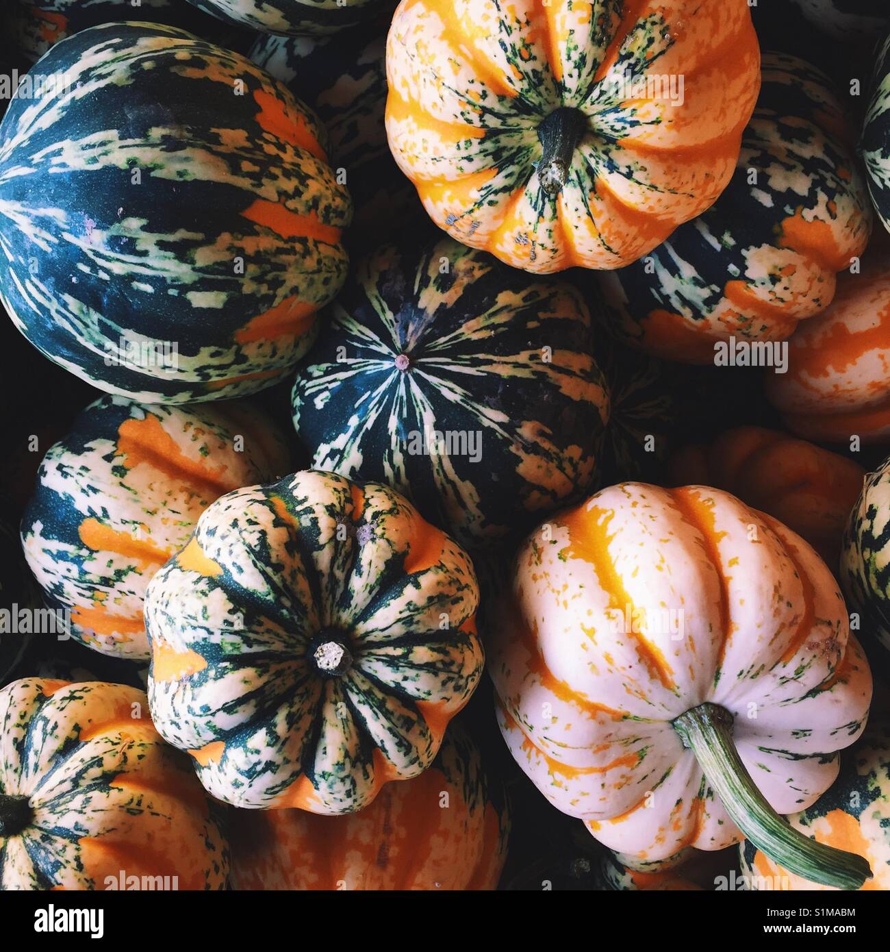 In der Nähe der bunten acorn Squash in einen Bauernmarkt Stockfoto