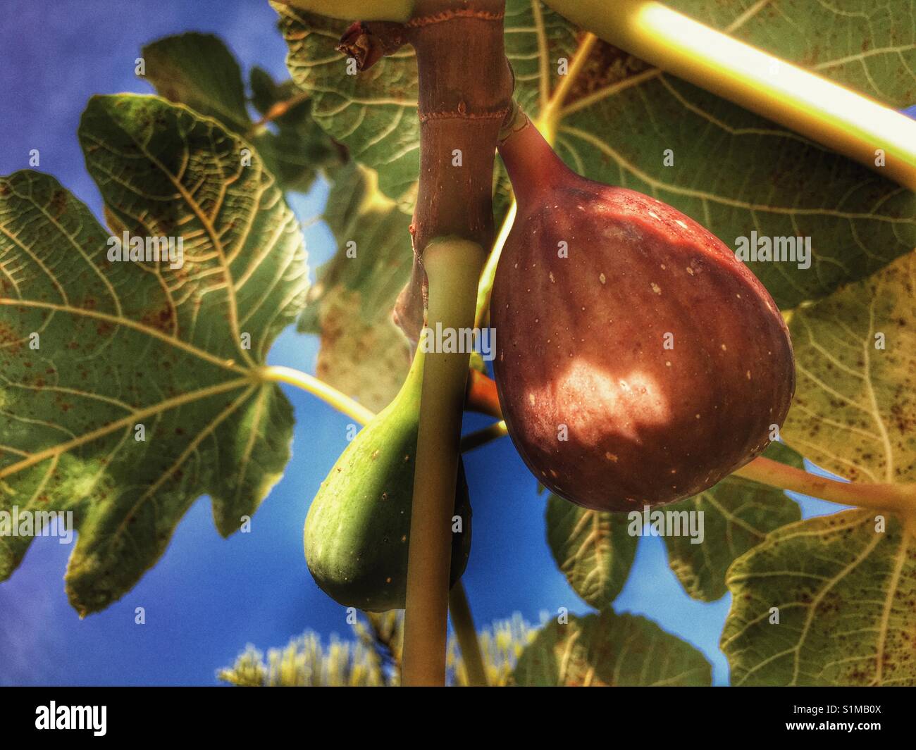Reife Feigen am Baum, mit einem grünen Bild hinter - Smartphone-aufgenommenes Stockfoto