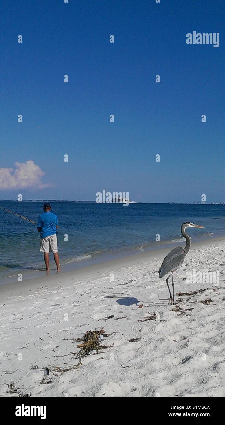 Ein Great Blue Heron Warten und Hoffen für ein Handout am Pensacola Beach, Florida. - Smartphone-aufgenommenes Stockfoto