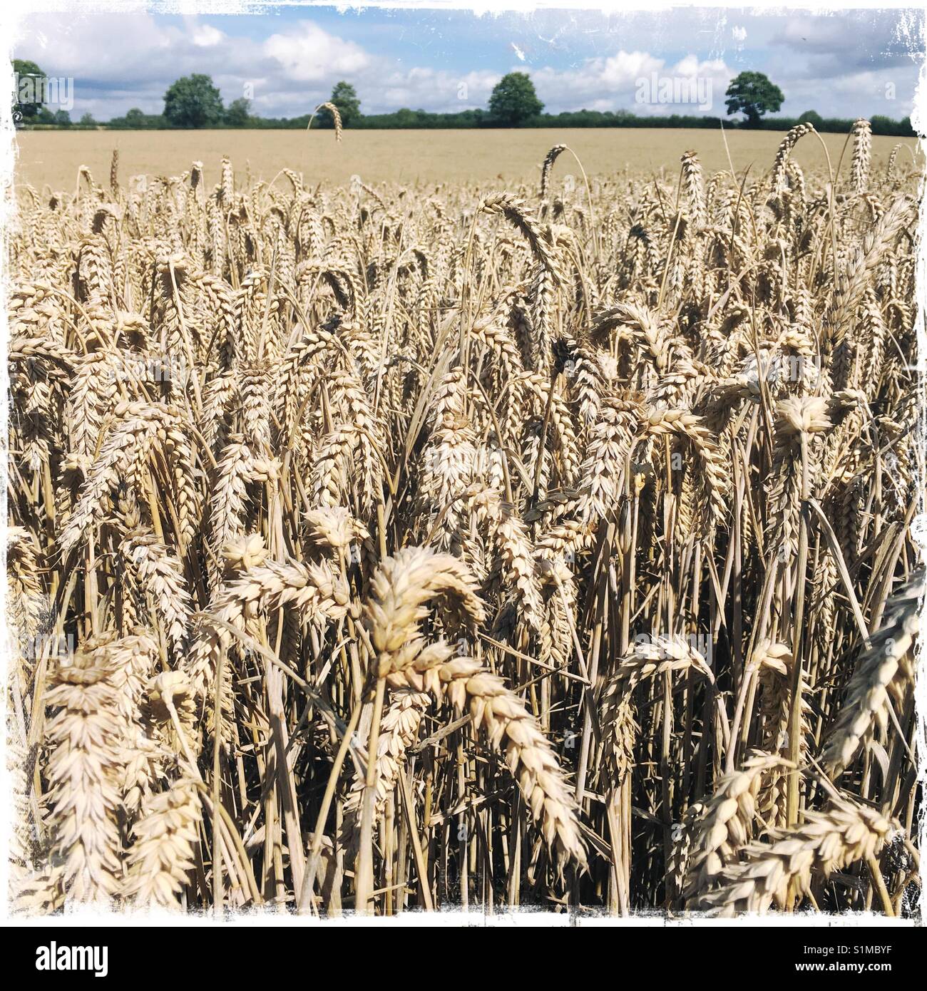 Winterweizen im Sommer, North Yorkshire, England, UK. Stockfoto