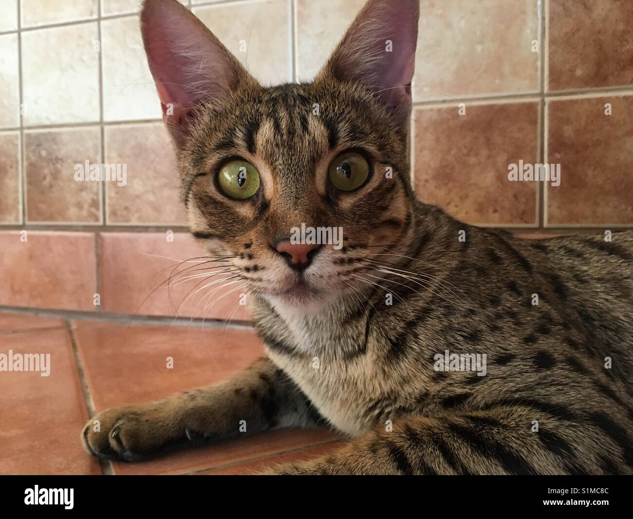 Savannah-Katze Stockfoto