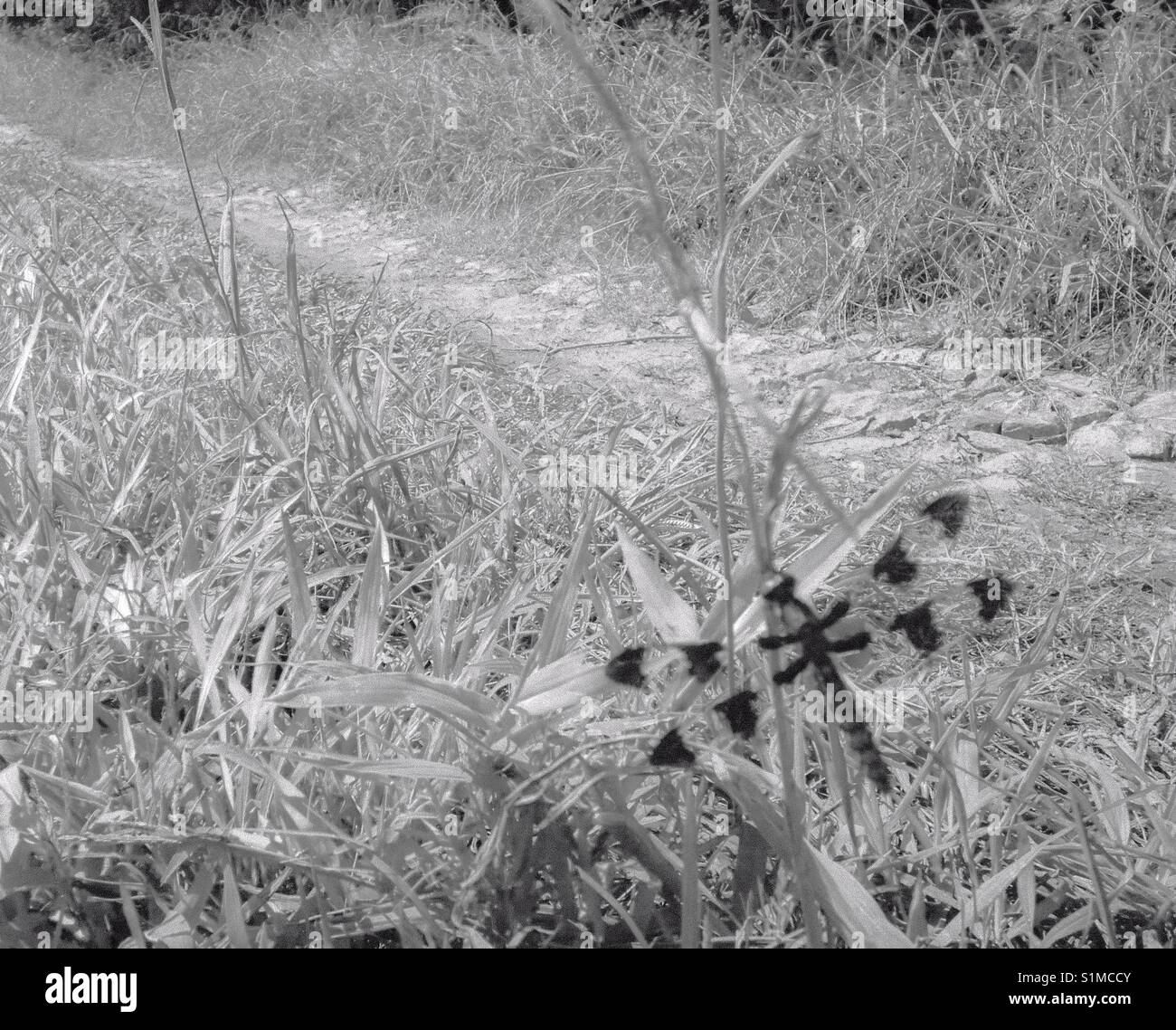 Schwarz-weiß Foto von Libelle auf Grashalm in Nord-carolina Feld Stockfoto