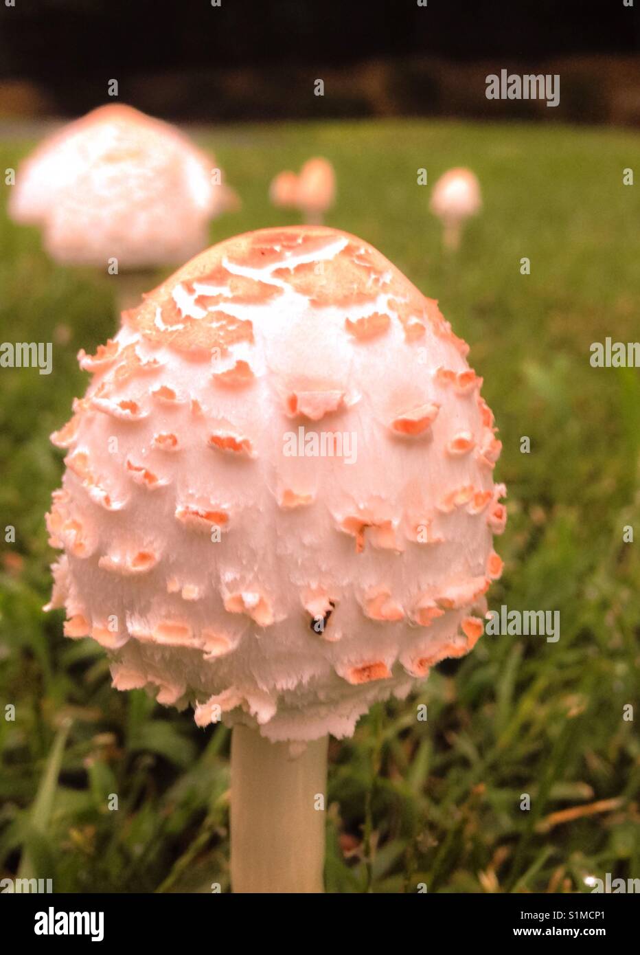 Mäher Pilz in Hof nach einem Regen Stockfoto