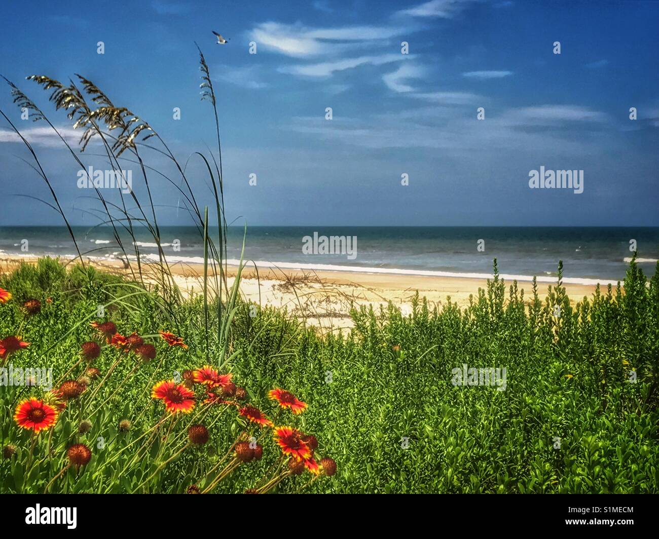 Sonnigen Nachmittag am Strand mit Wildblumen im Vordergrund, in Ponte Vedra Beach, Florida Stockfoto