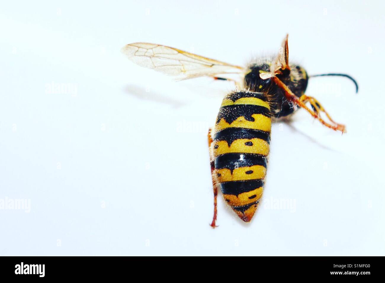 Wasp. Stockfoto