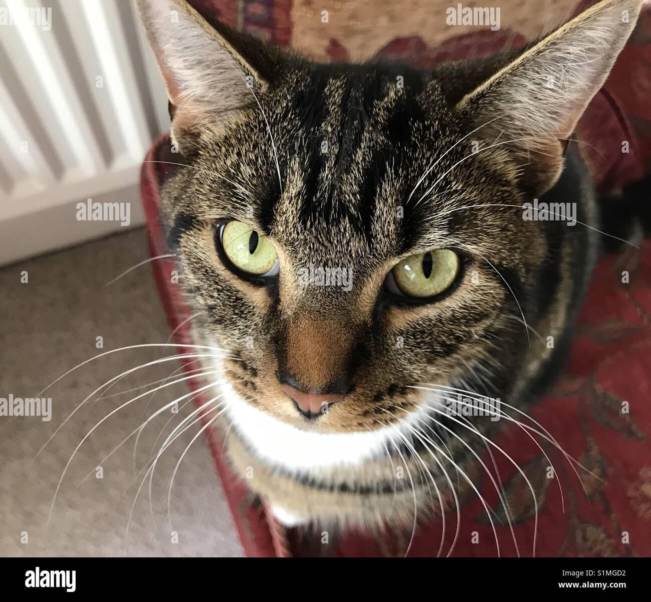 Tabby Katze mit grünen Augen Stockfoto