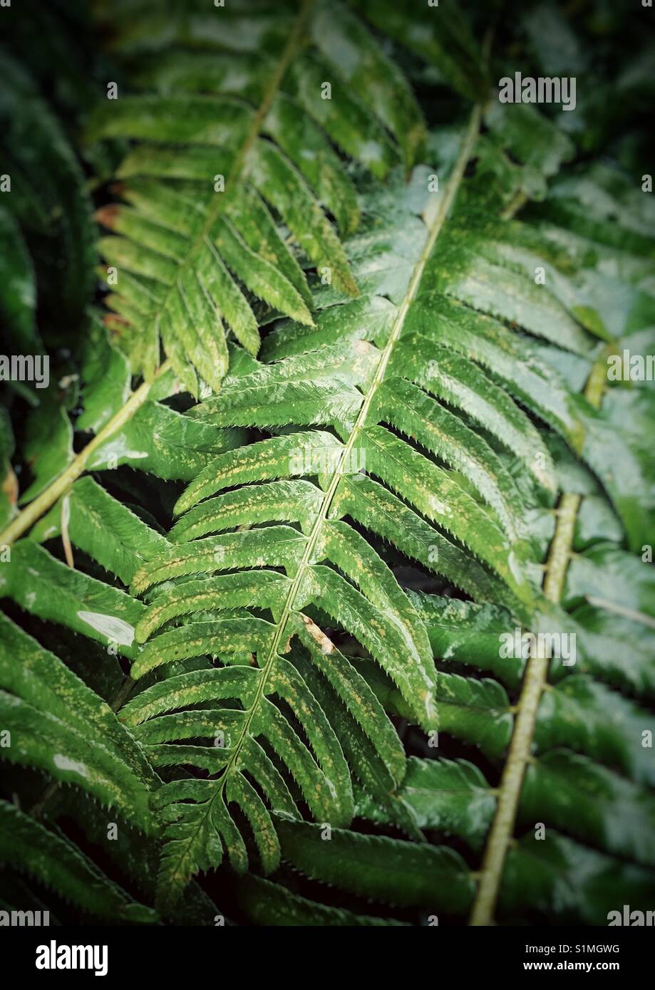 Schwert Farne (Polystichum munitum) nass vom Regen, North Vancouver, British Columbia, Kanada. Stockfoto