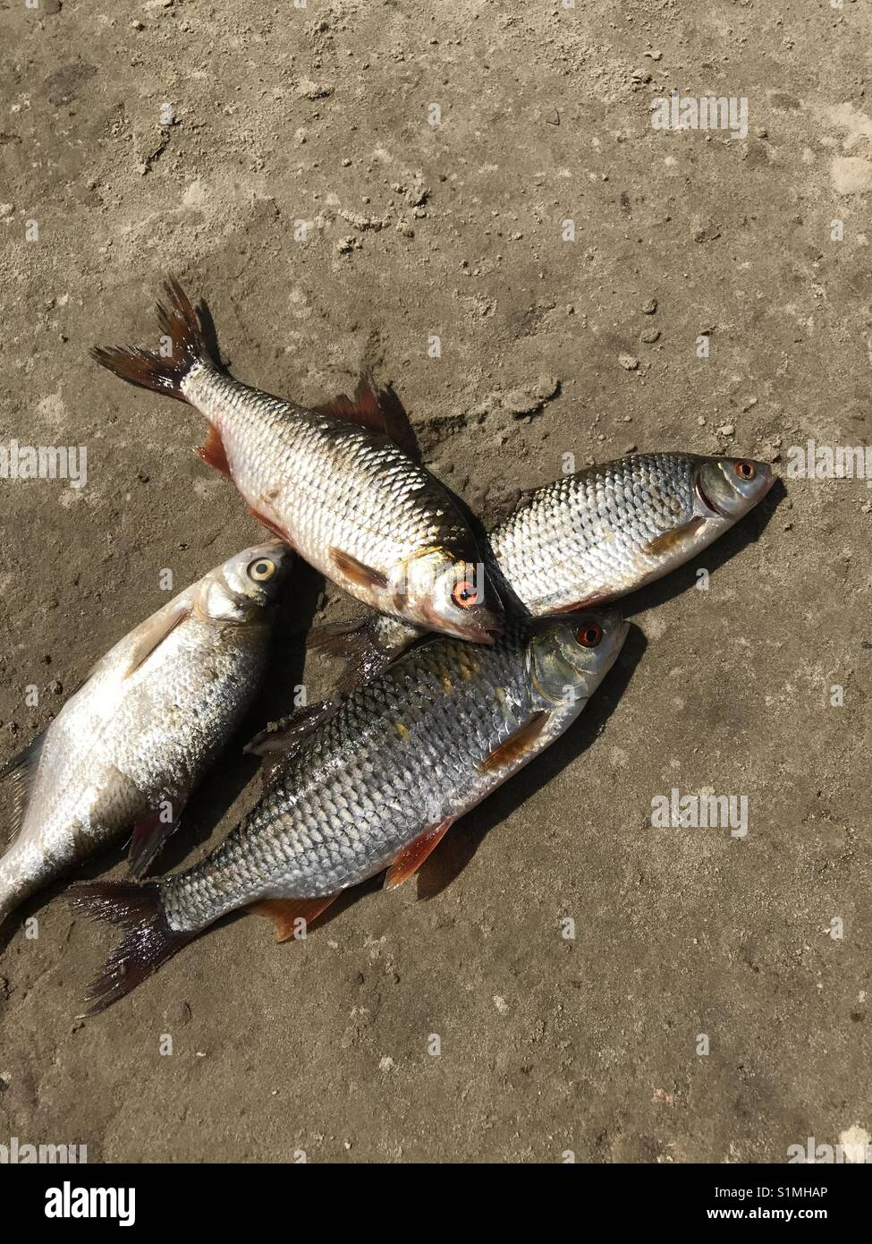 Die gefangene Fluss Fisch liegt am Sandstrand. Rotaugen, Brachsen, Barsch und Wels. Blick von