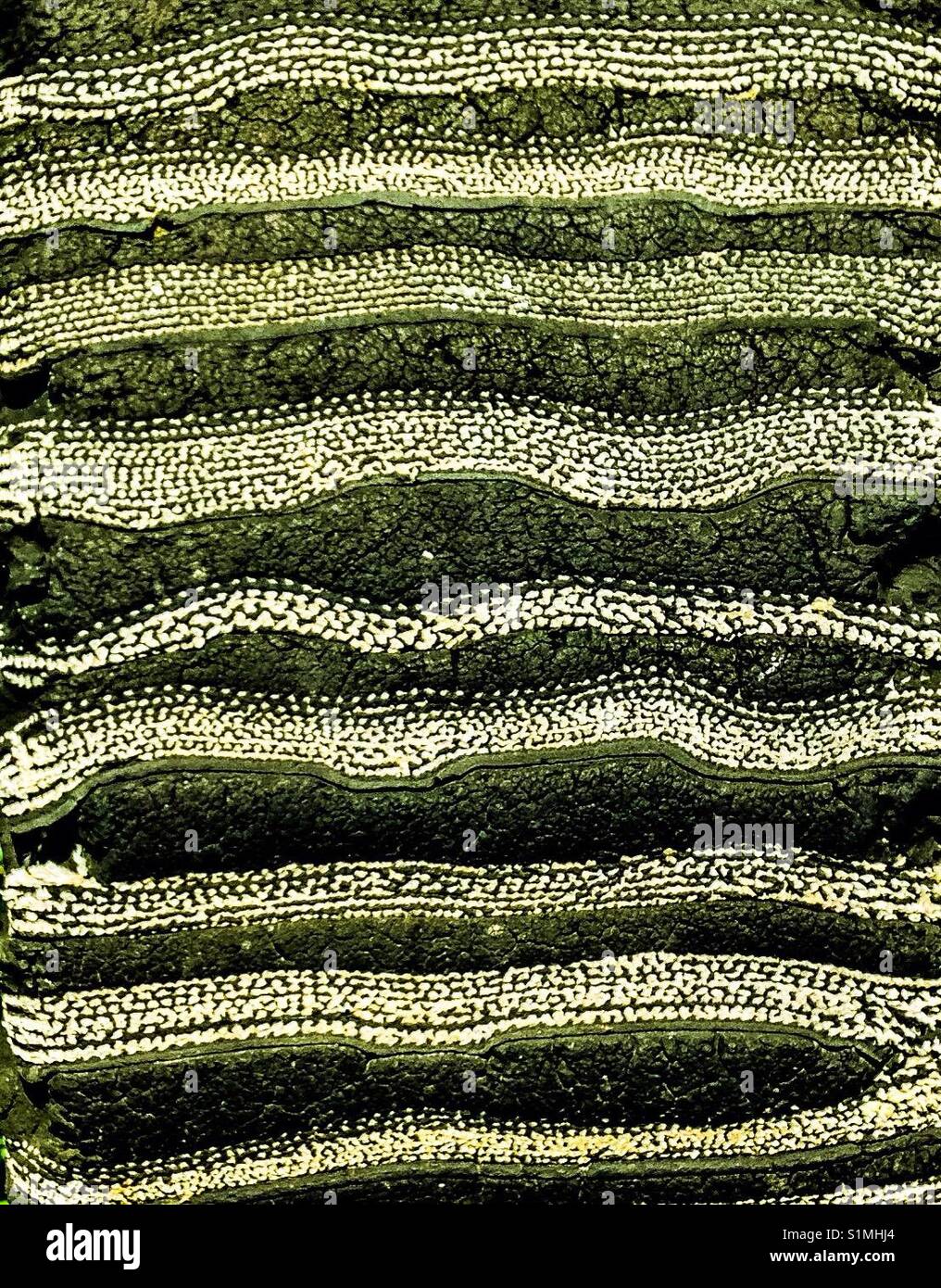 Detailansicht durch den Filter der Lauffläche auf einem rotierenden Schneidwerkzeug Reifen geben Aussehen der Sediment- und Gesteinsschichten Stockfoto