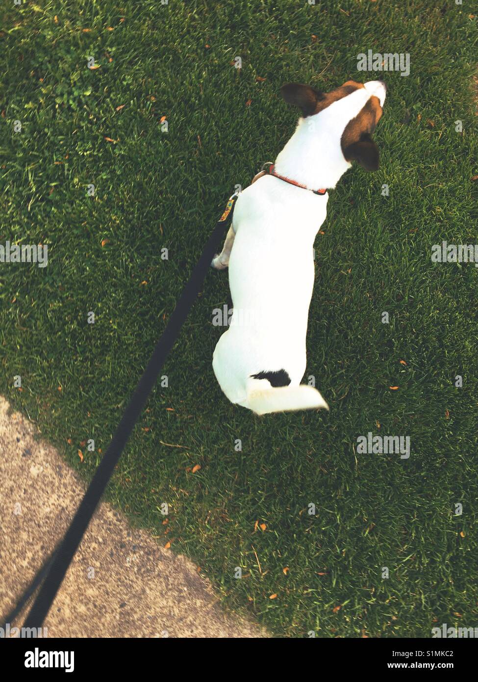 Jack Russell Terrier Hund stehen auf Gras. Stockfoto