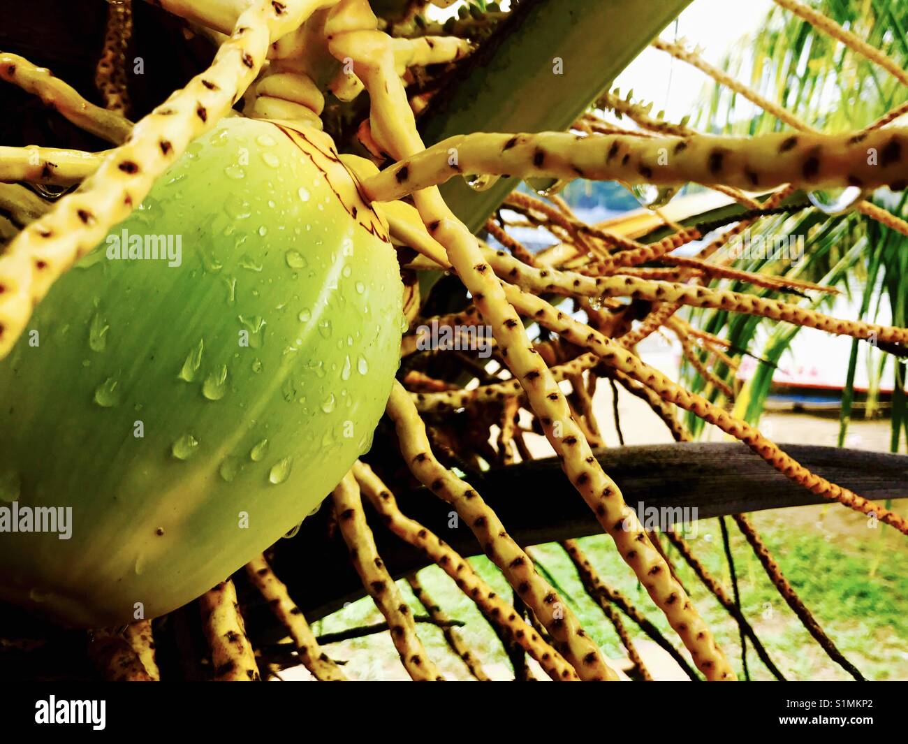 Frische junge Kokosnuss auf Tobago Stockfoto