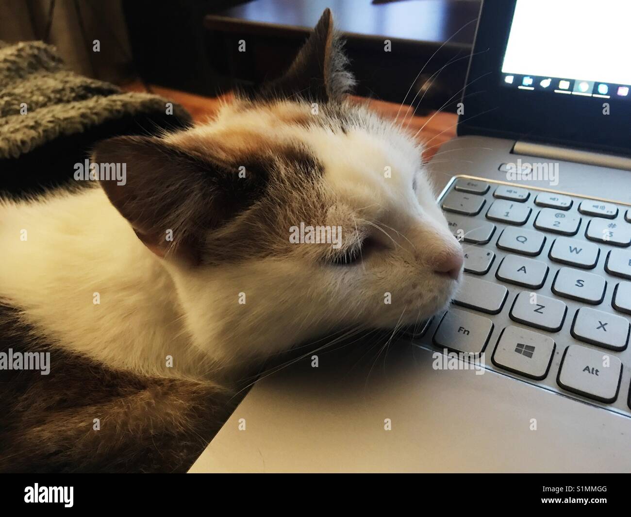 Eine Katze seinen Kopf auf einem Laptop Tastatur. Stockfoto