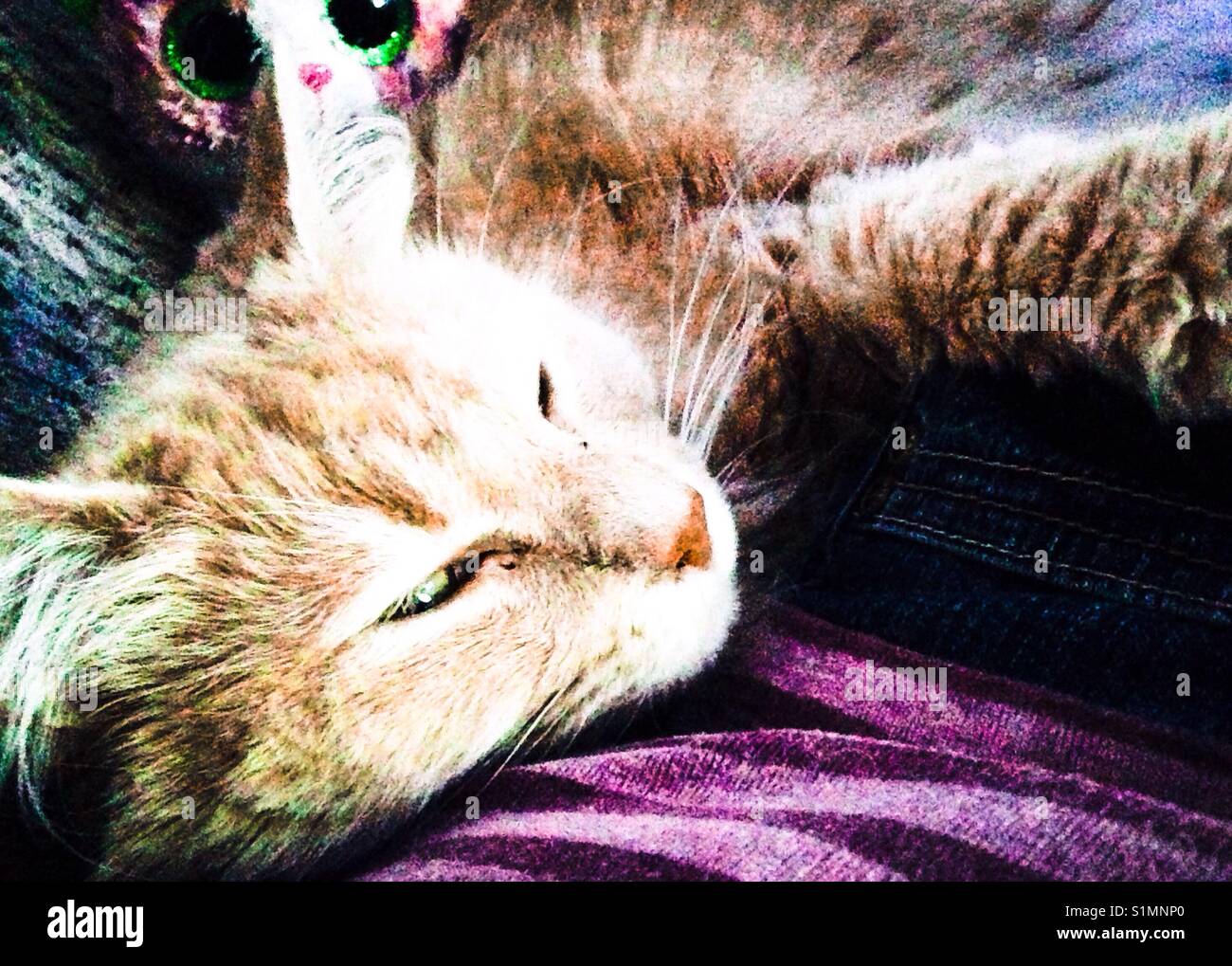 Ziemlich Puff-langhaarige cremefarbenen Katze kuschelt Stockfoto