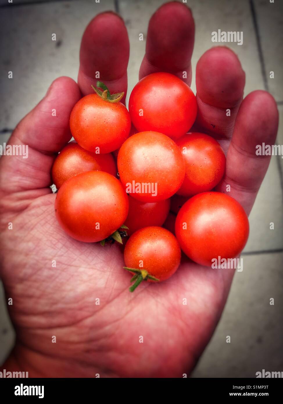 Einige Kirschtomaten - Smartphone-aufgenommenes Stockfoto