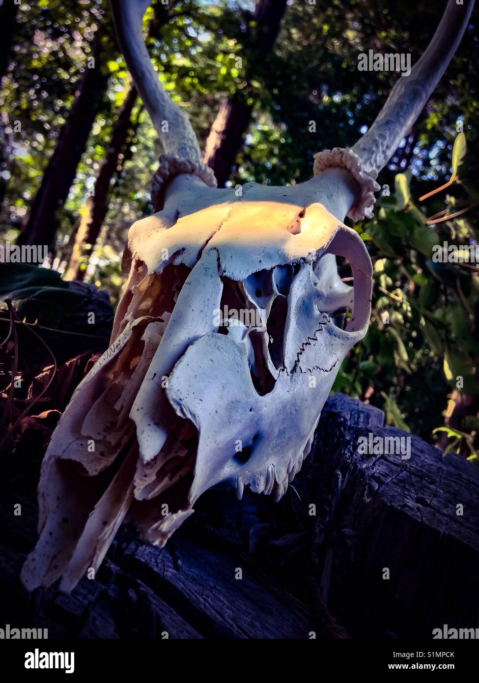 Nahaufnahme der Weißwedelhirsche Schädel auf Baumstumpf in North Carolina Stockfoto