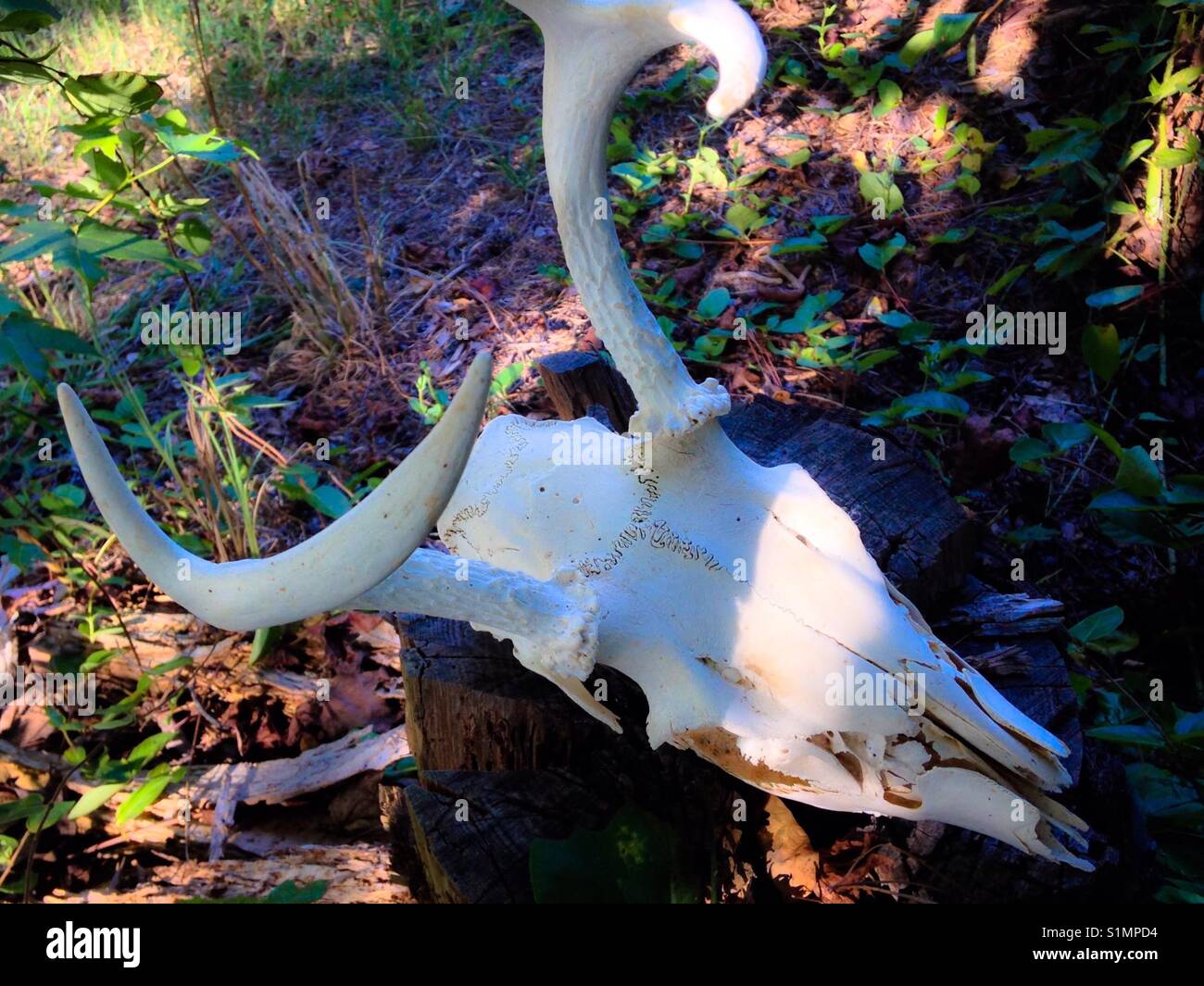 Whitetail Schädel - Smartphone-aufgenommenes Stockfoto