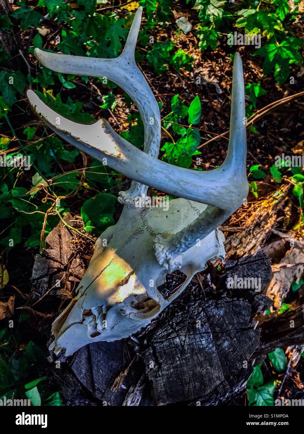 Weißwedelhirsche Schädel im Freien aus geweih nach unten - Smartphone-aufgenommenes Stockfoto