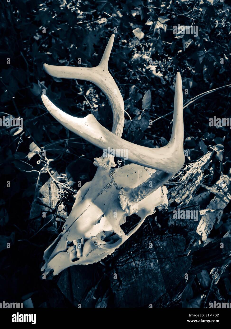 Schwarz-weiß Foto von White-tailed deer Skull Stockfoto