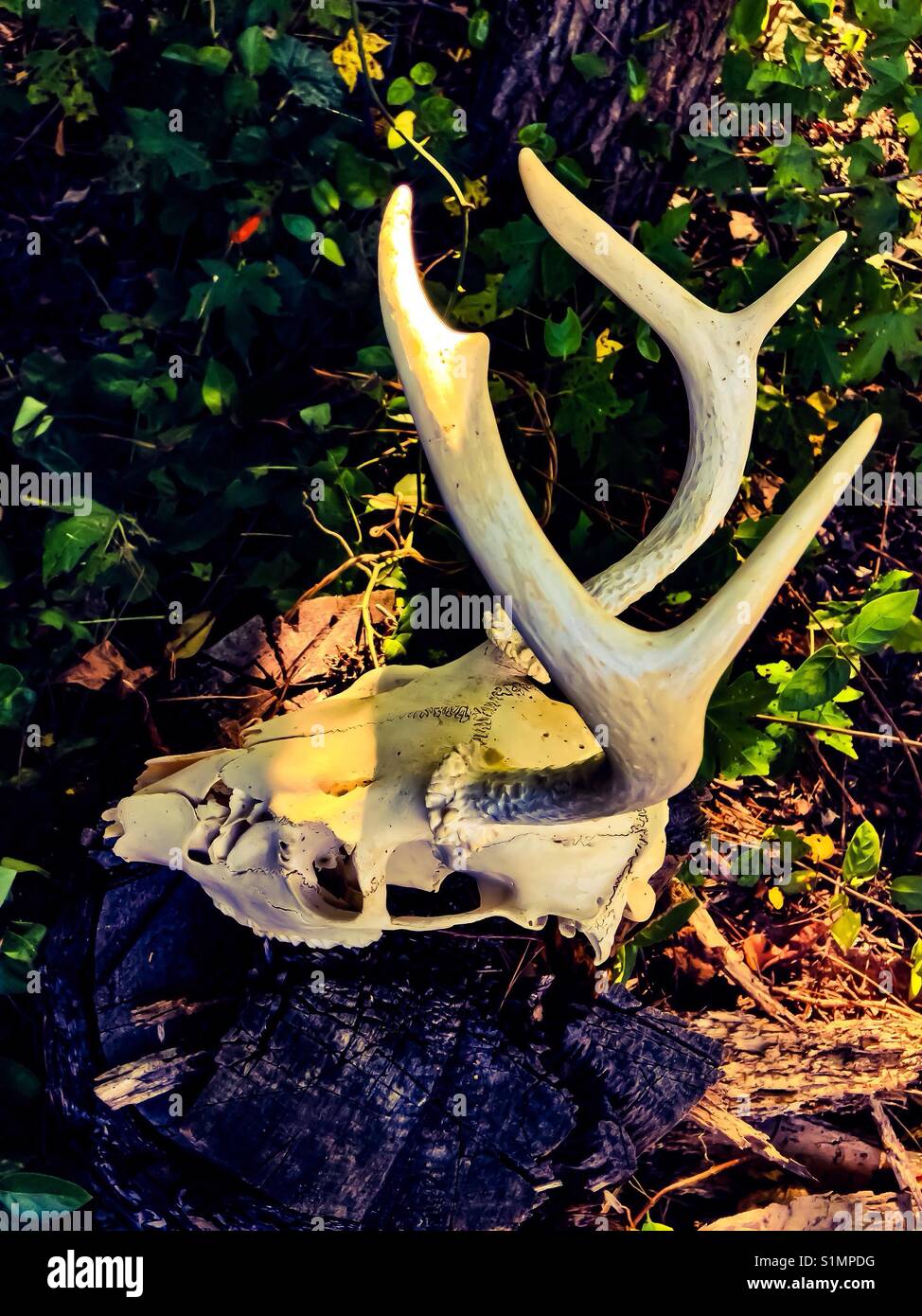 Nach links weist, whitetail Schädel Stockfoto