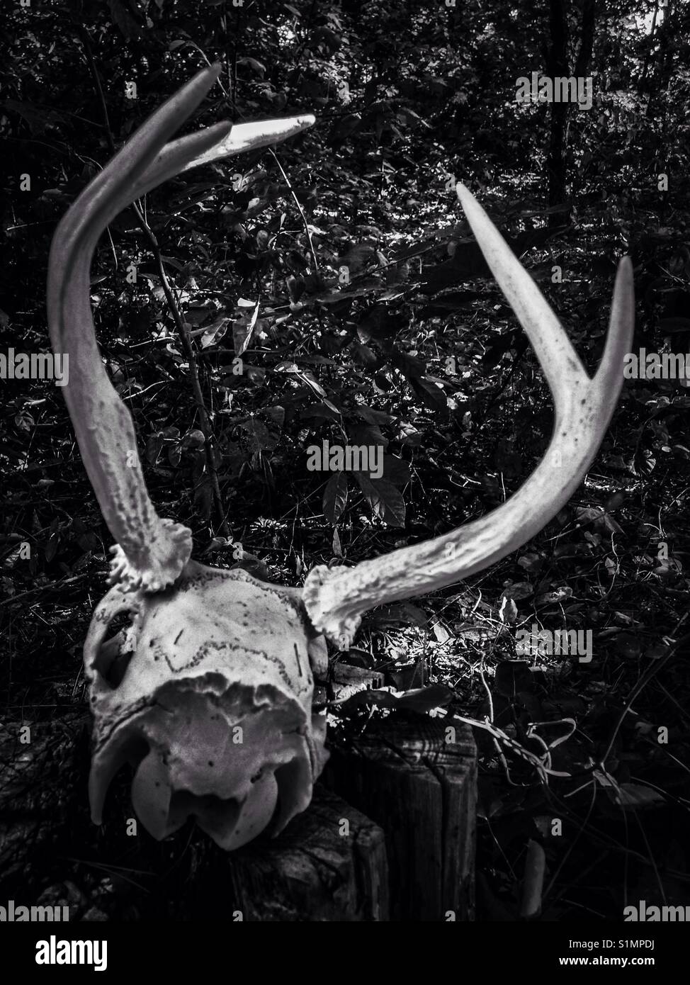 Schwarz-weiß Foto von White-tailed deer Skull aus hinter Stockfoto
