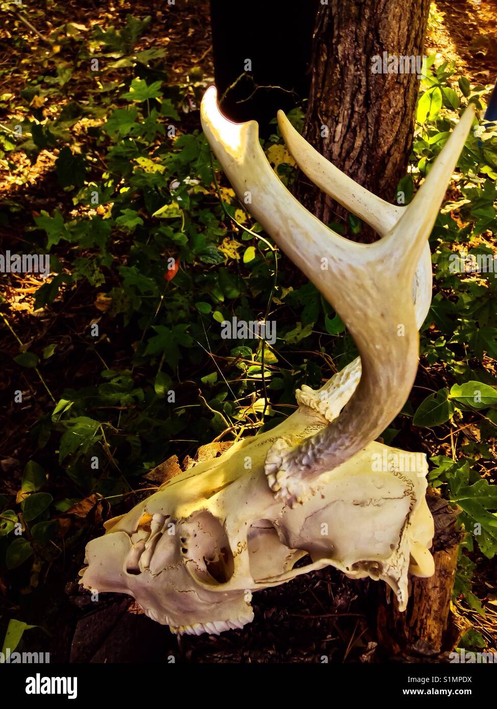 Odocoileus virginianus Schädel - Whitetail - Smartphone-aufgenommenes Stockfoto