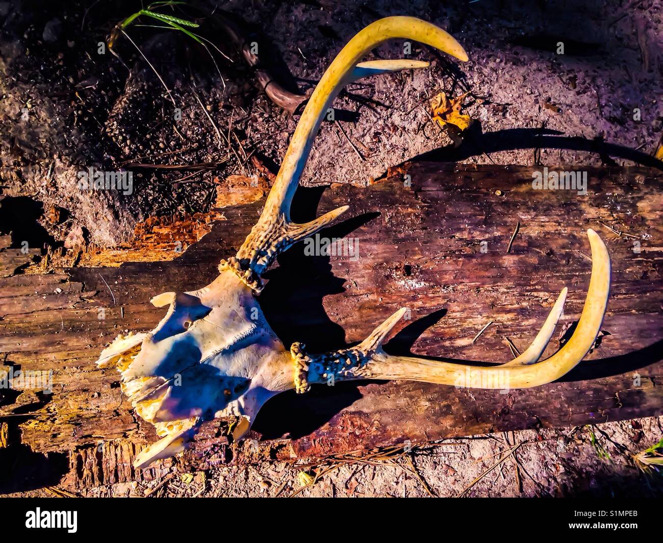 Bunte Foto von odocoileus virginianus Schädel - Whitetail - Smartphone-aufgenommenes Stockfoto