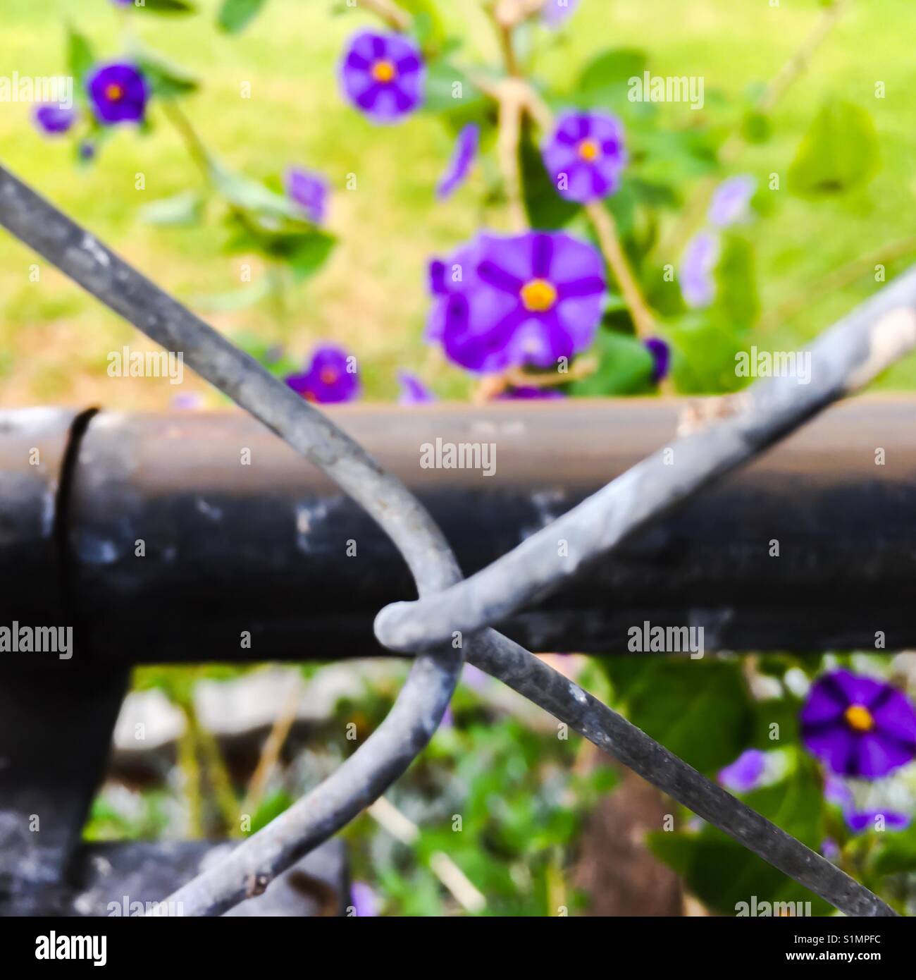 Kleine lila Blumen hinter gewinnen Link Zaun Stockfoto