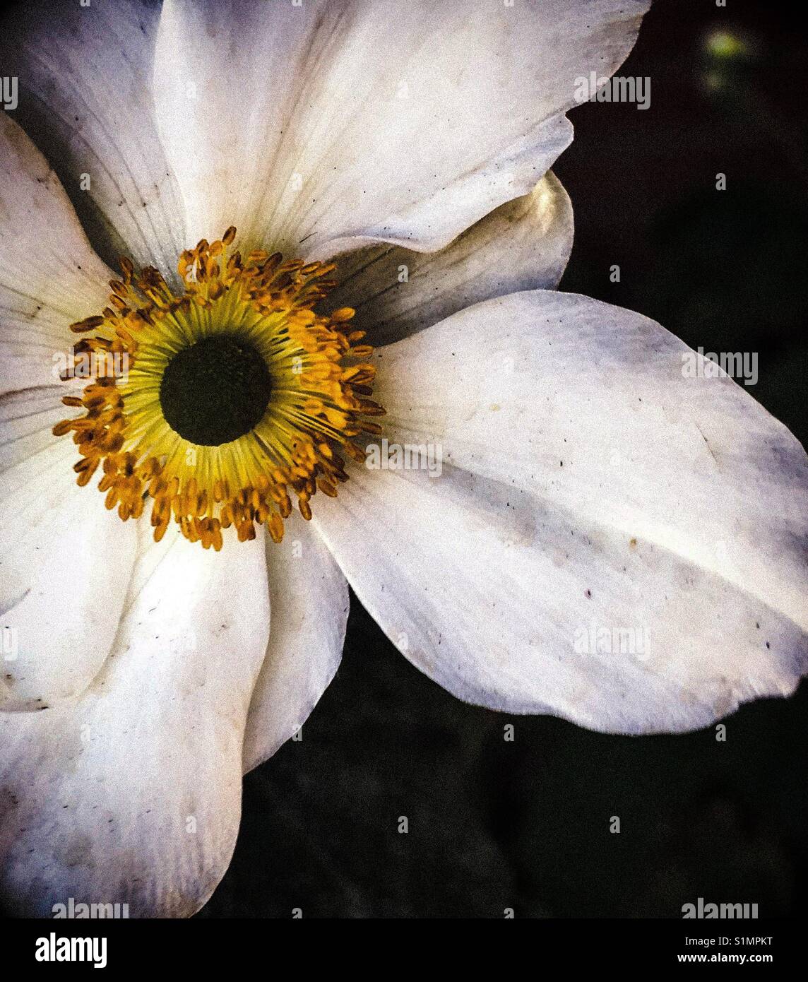 Anemone Blume mit weißen Blütenblättern Stockfoto