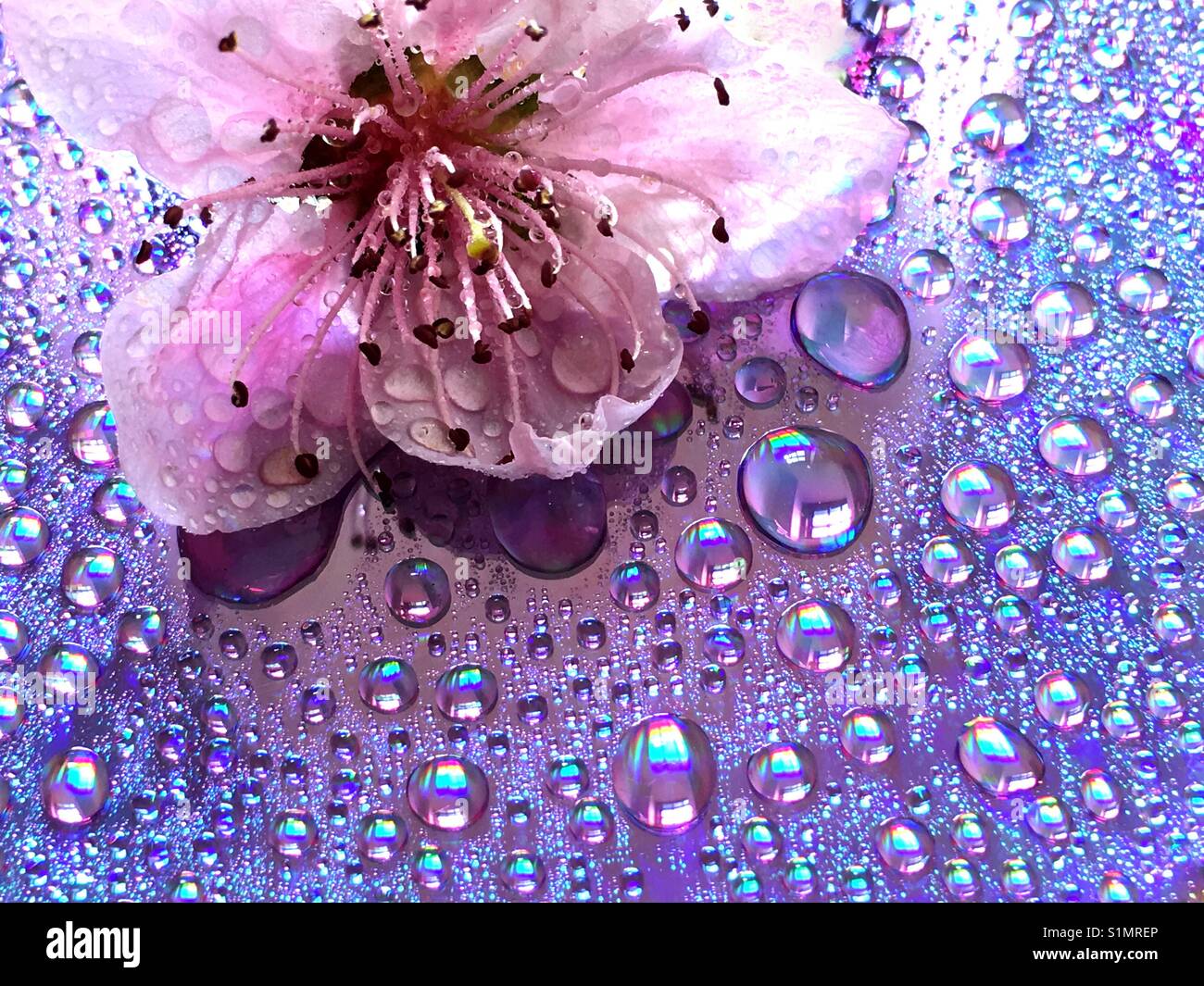 Rosa Blume mit Wassertropfen Stockfoto