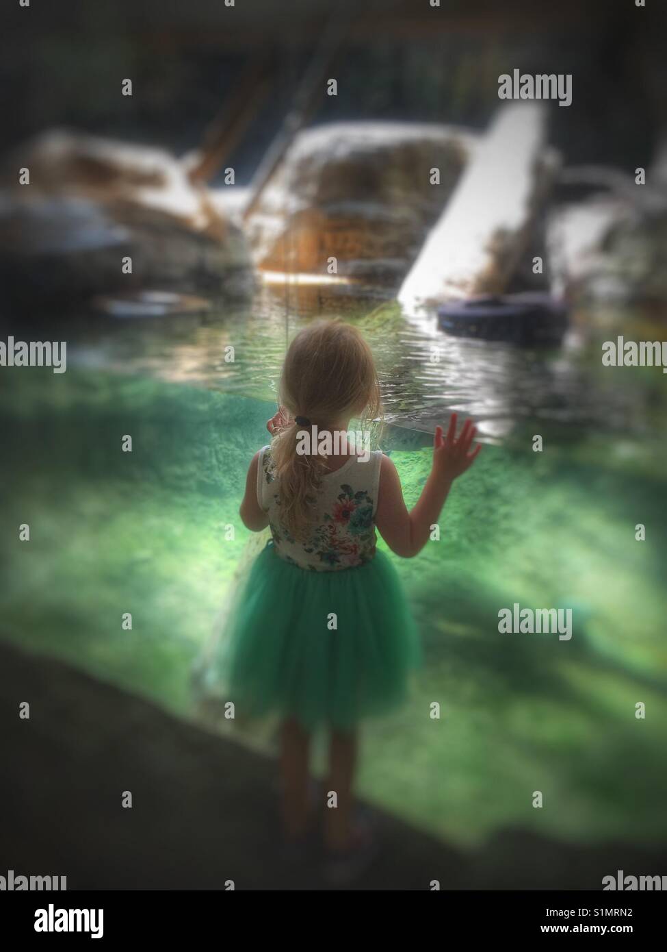 Junge Mädchen starrt durch Glas in einem Aquarium Stockfoto