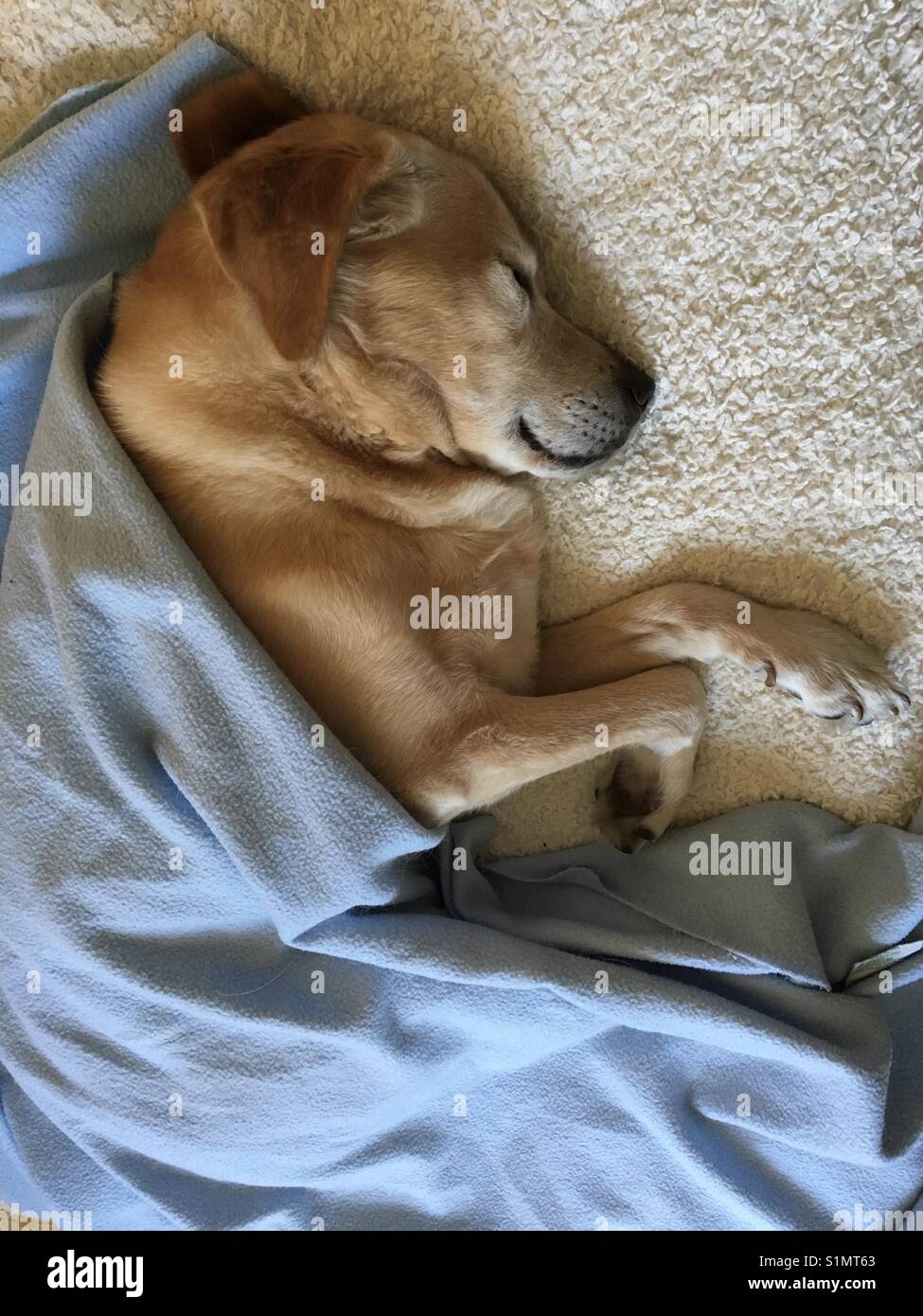 Labrador Retriever schlafen im Bett mit Decke Stockfoto