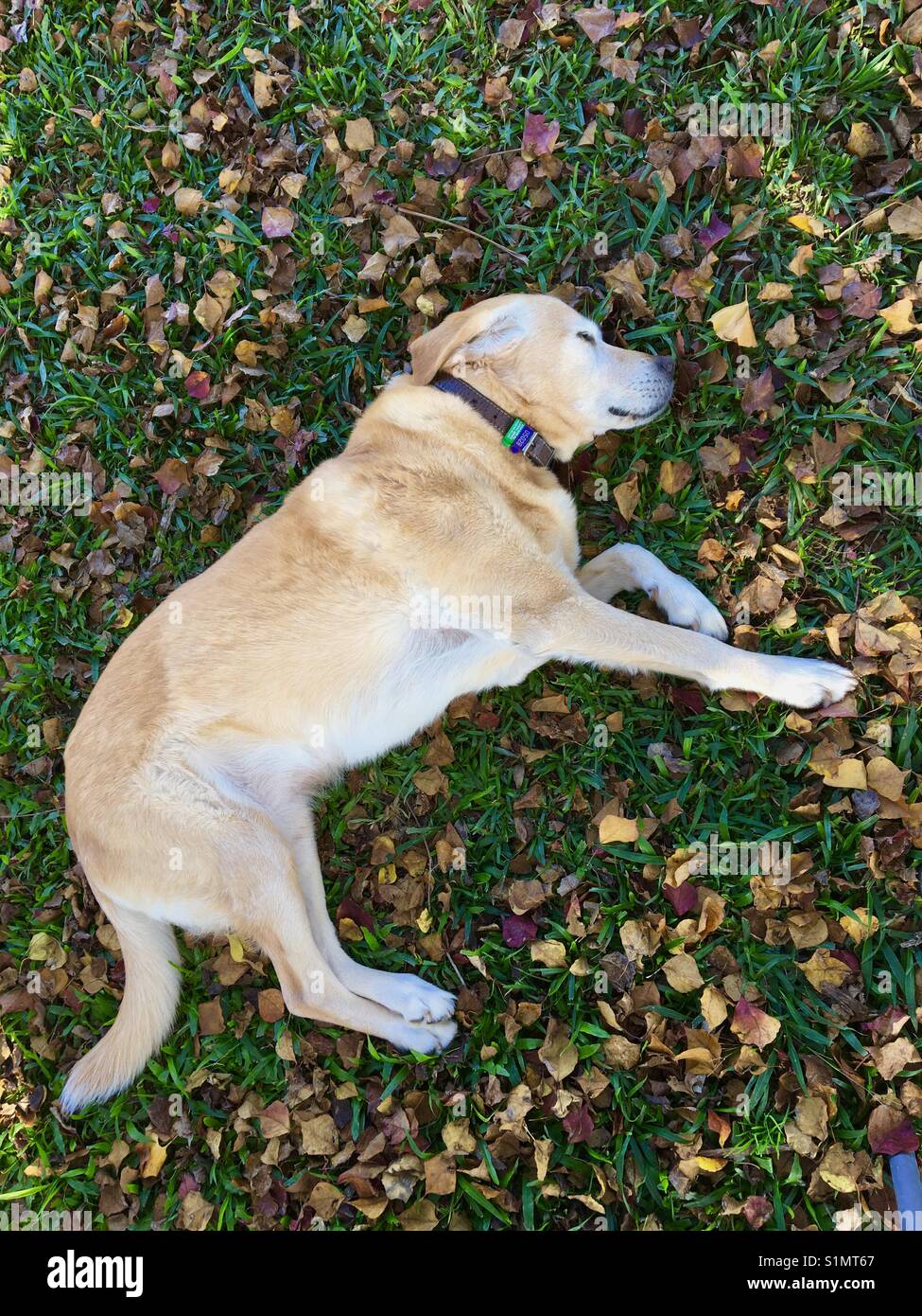 Labrador Retriever Hund liegend auf Gras und Blätter im Herbst Stockfoto