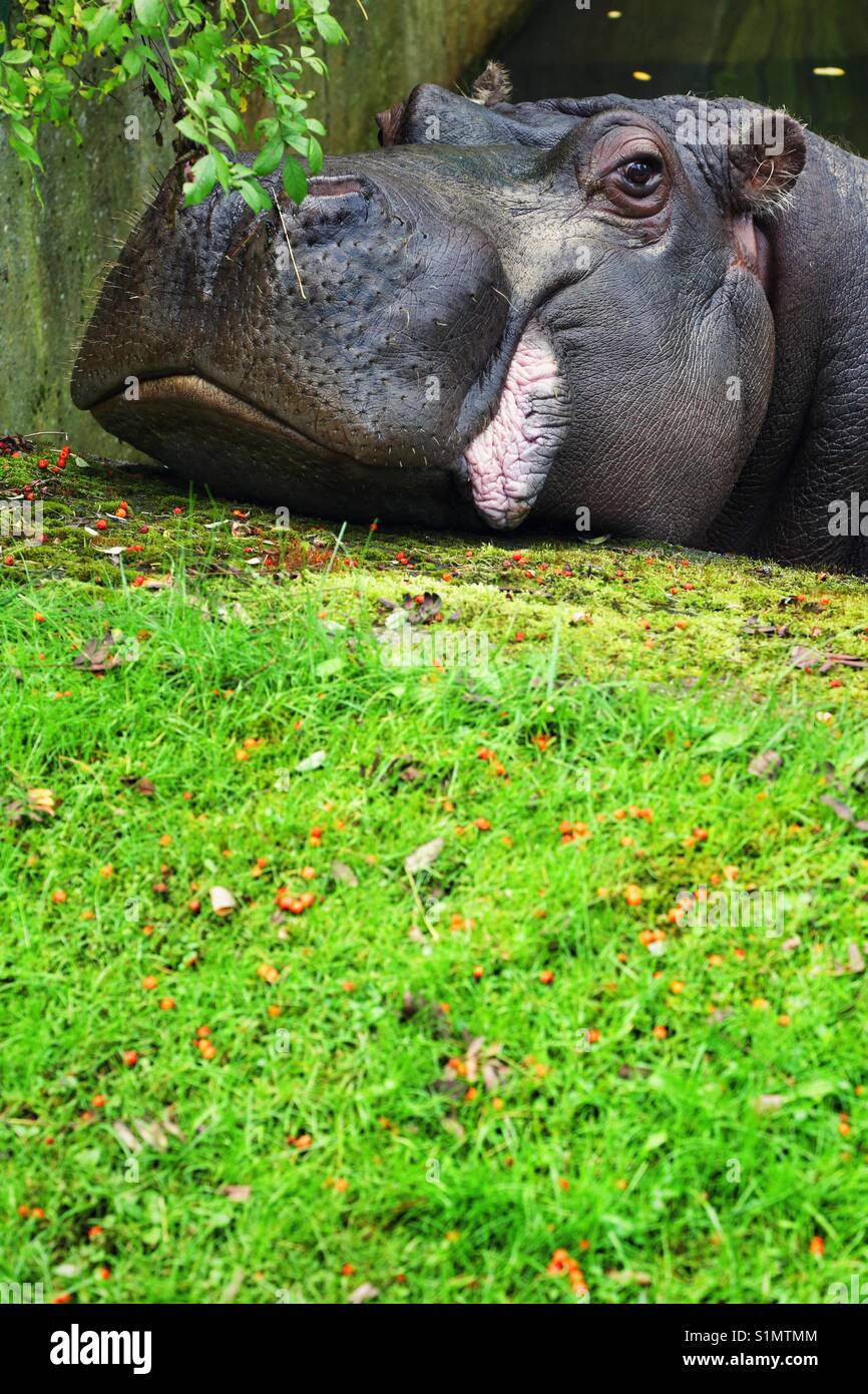 Hippo Nahaufnahme Stockfoto