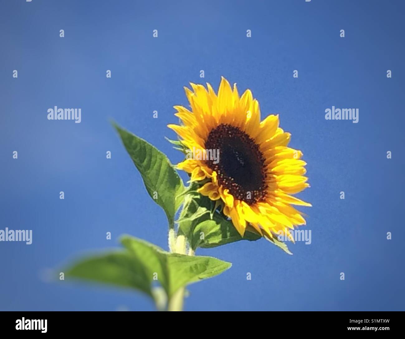 Blühende Sonnenblumen und strahlend blauer Himmel. Stockfoto