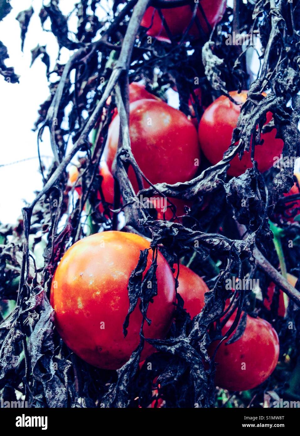 Rote Tomaten auf der Rebe - North Carolina - Smartphone-aufgenommenes Stockfoto