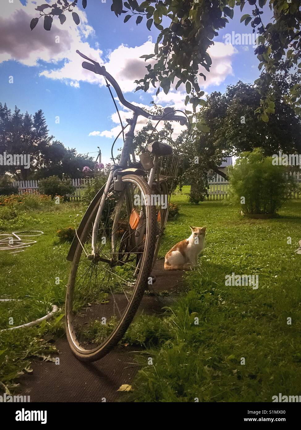 Ein Fahrrad- und ein Cat im Hinterhof im Sommer Stockfoto