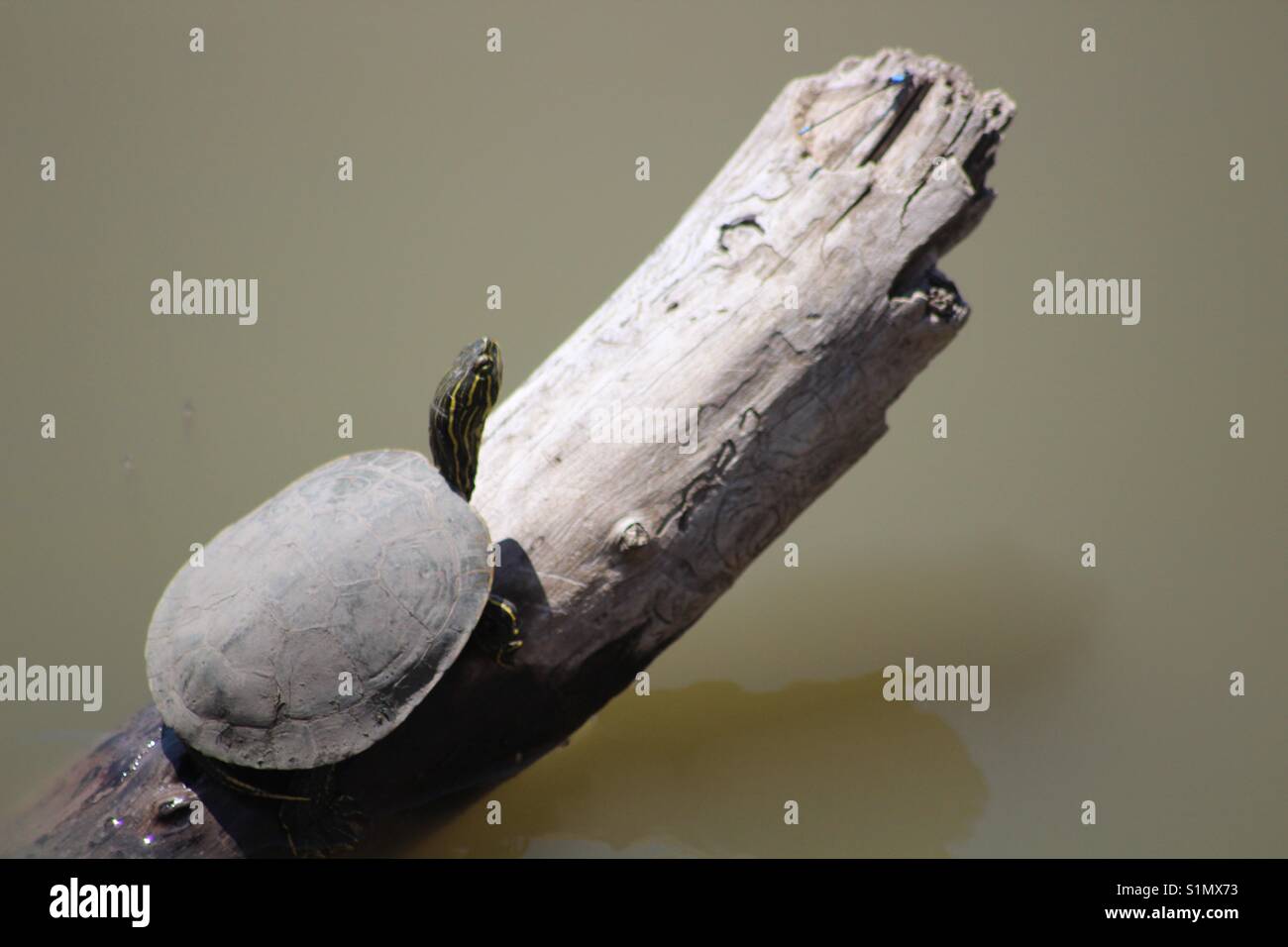 Turtle Servelas Stockfoto